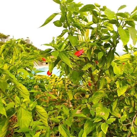 Aloha To Om - Veggie Guest house
