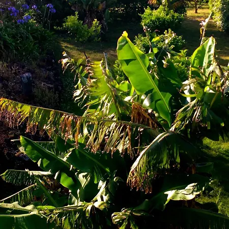 Aloha To Om - Veggie Guest house